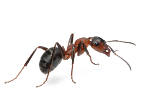 Уничтожение муравьёвв Пензе